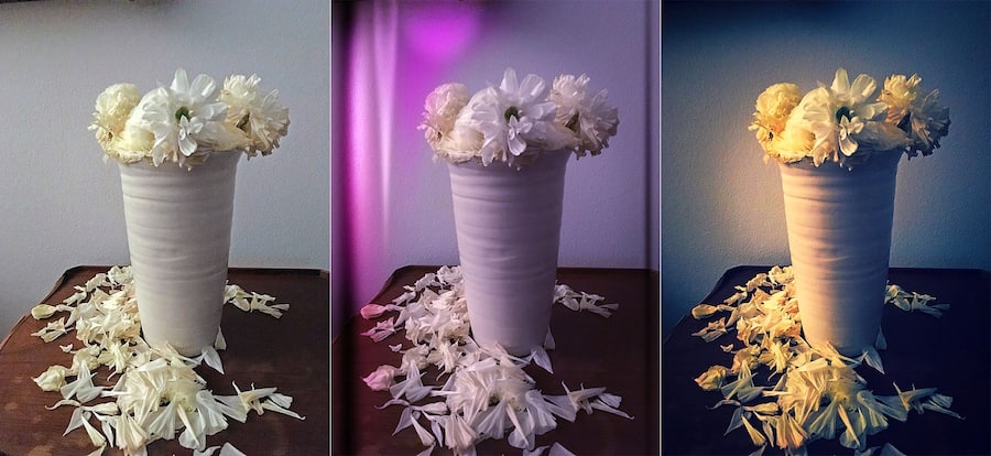 Aviary Filter Smartphone Bilder