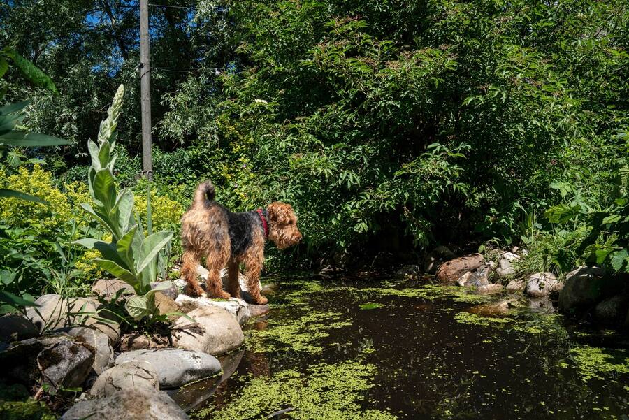 Terrierdame Molly im antiautoritären Garten von Kathrin Fritz
