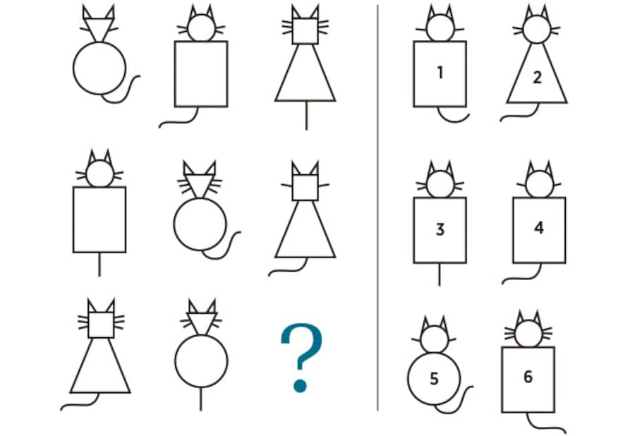 Aufgabe passende Katze