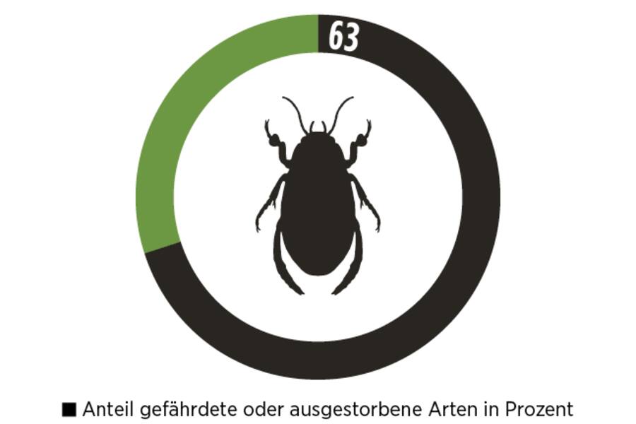Wasserkäfer