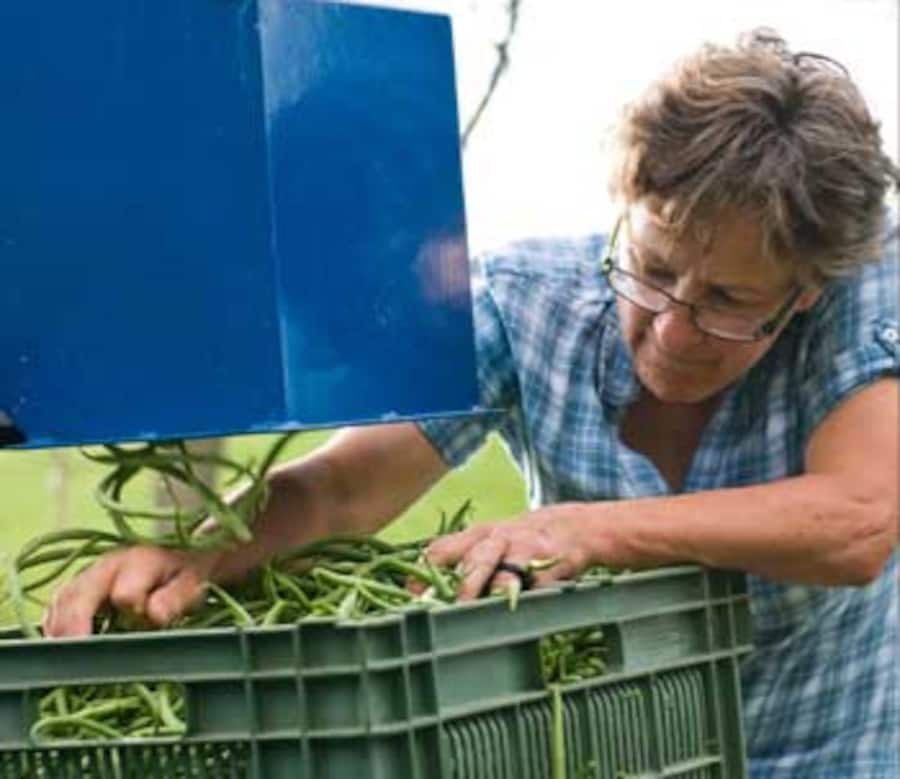 Christine Fühauf aus Pfaffnau bei der Herstellung von Dörrbohnen.