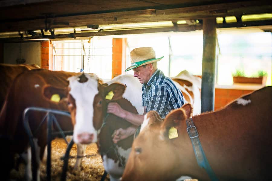 Hans Metzger mit seinen Kühen