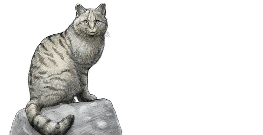 Tier des Jahres: Die Europäische Wildkatze