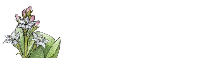 Blume des Jahres: Der Fieberklee