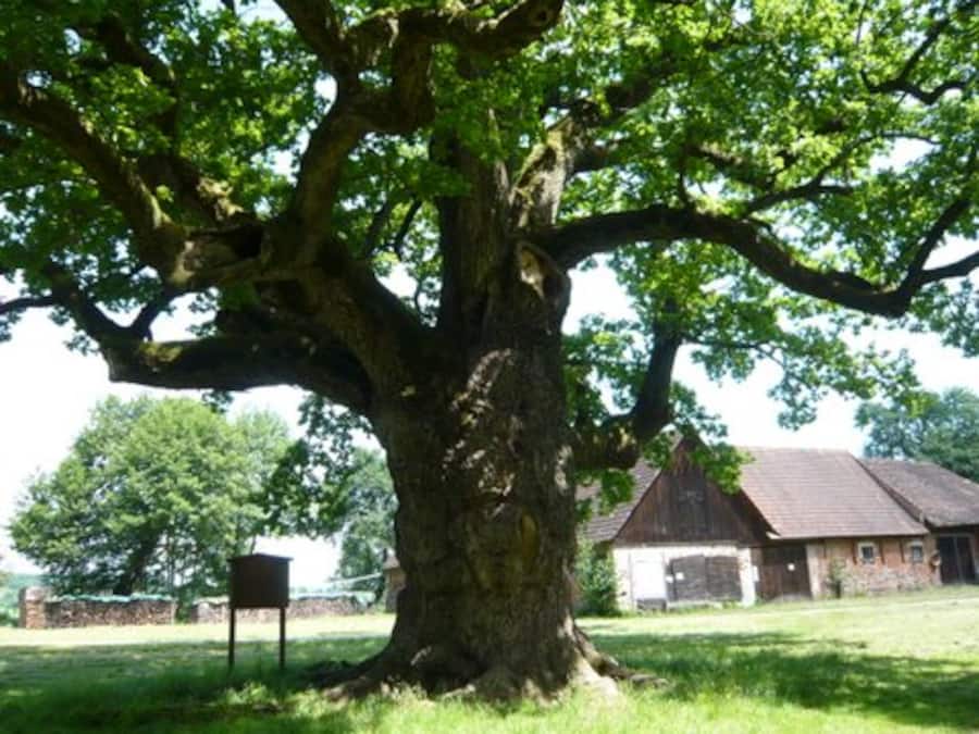 Gertrud Röthlisberger