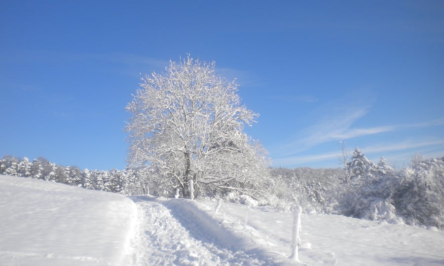 Beatrix Helfenfinger-Haenggi