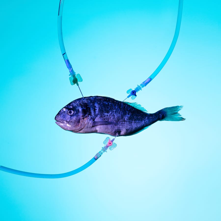 Gezüchtet aus Stammzellen: Sauberer Fisch