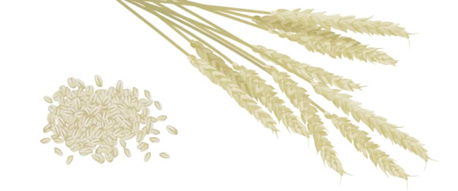 Fleisch-Alternativen aus Getreide