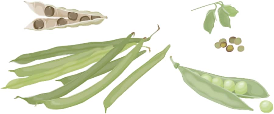 Fleisch-Alternativen aus Hülsenfrüchten