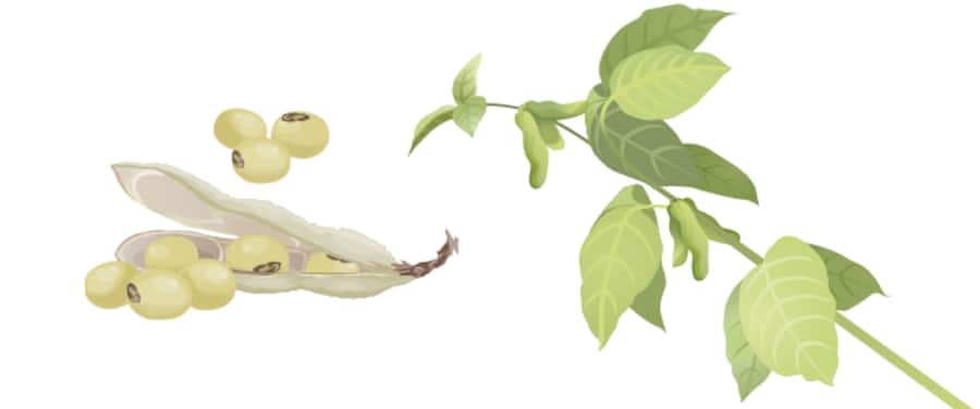 Fleisch-Alternativen aus Soja