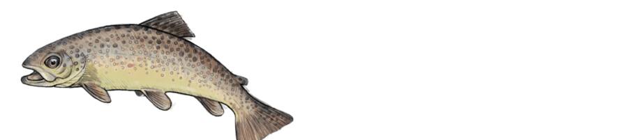 Fisch des Jahres: Die Forelle