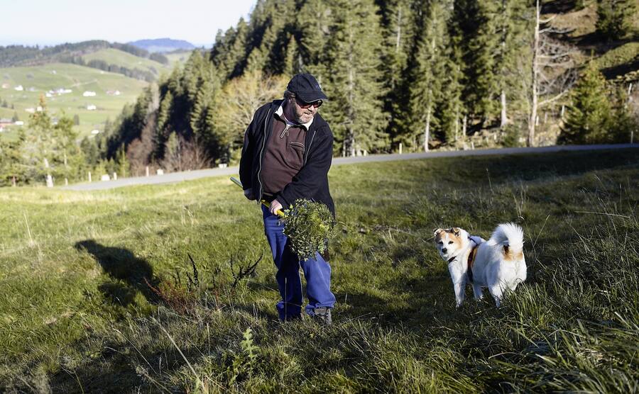 Franz Josef Steiner sticht Disteln von Hand aus