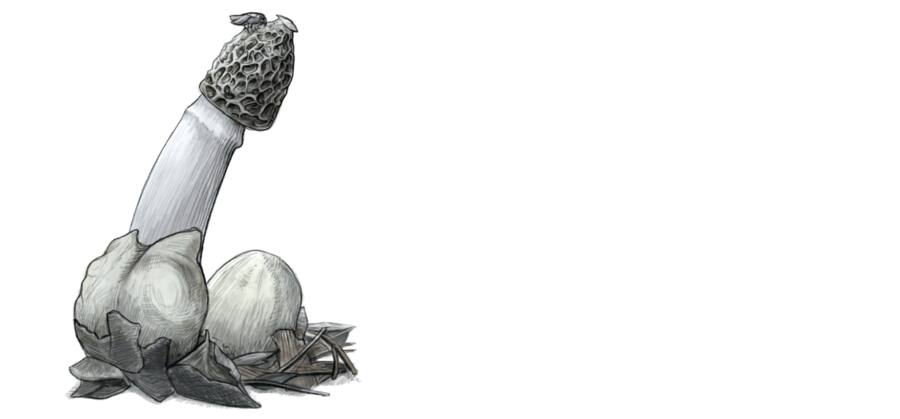 Pilz des Jahres: Die Gewöhnliche Stinkmorchel