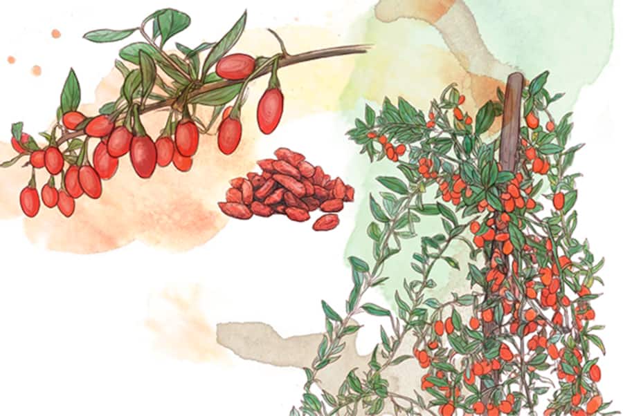 Goji-Beeren