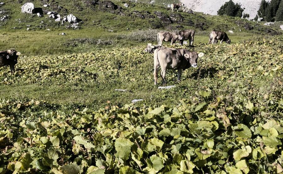 Herbizidbesprühte Blacken auf Unterstafel Glattalp GL