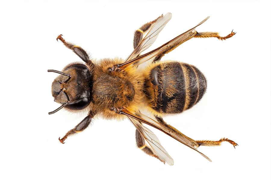 Honigbiene