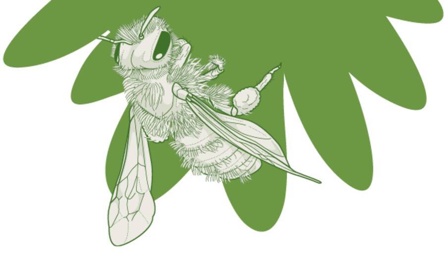 Die Gemeine Sandbiene