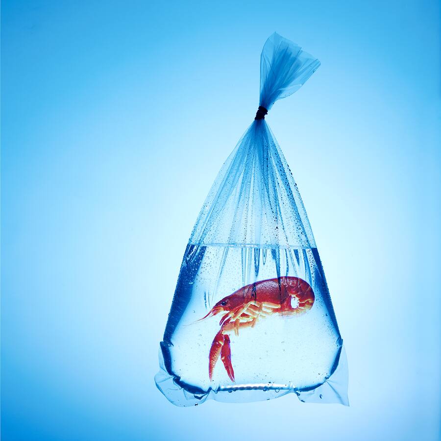 Invasive Arten: Plage wird Feinkost