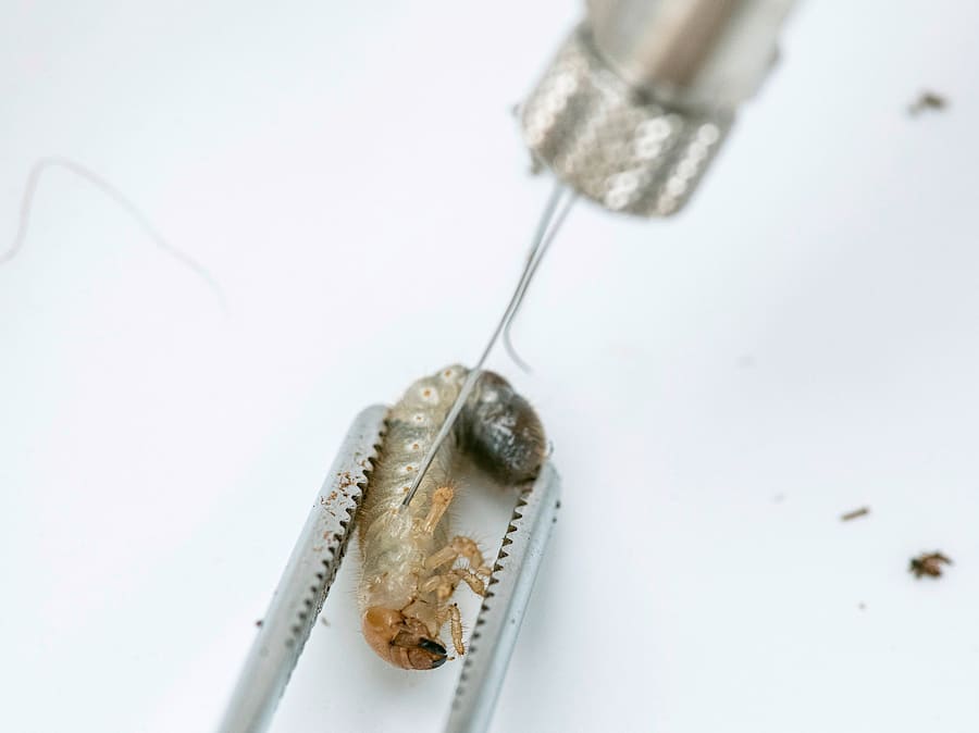 Einer Japankäfer-Larve werden Pilzsporen injiziert