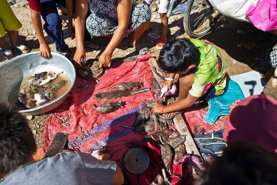 Kinder jagen katzengrosse Ratten
