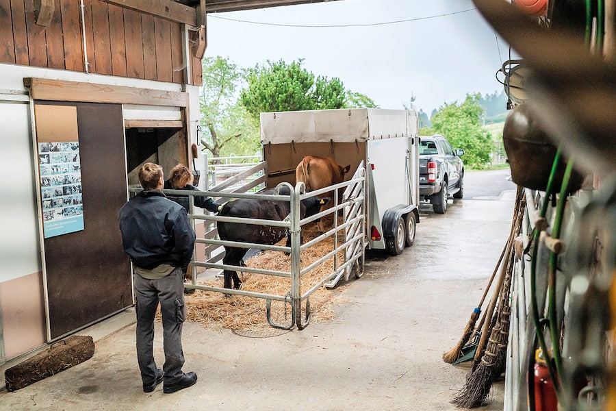 Biobäuerin Rebecca Hodel führt Rind «Korso» in einen Anhänger