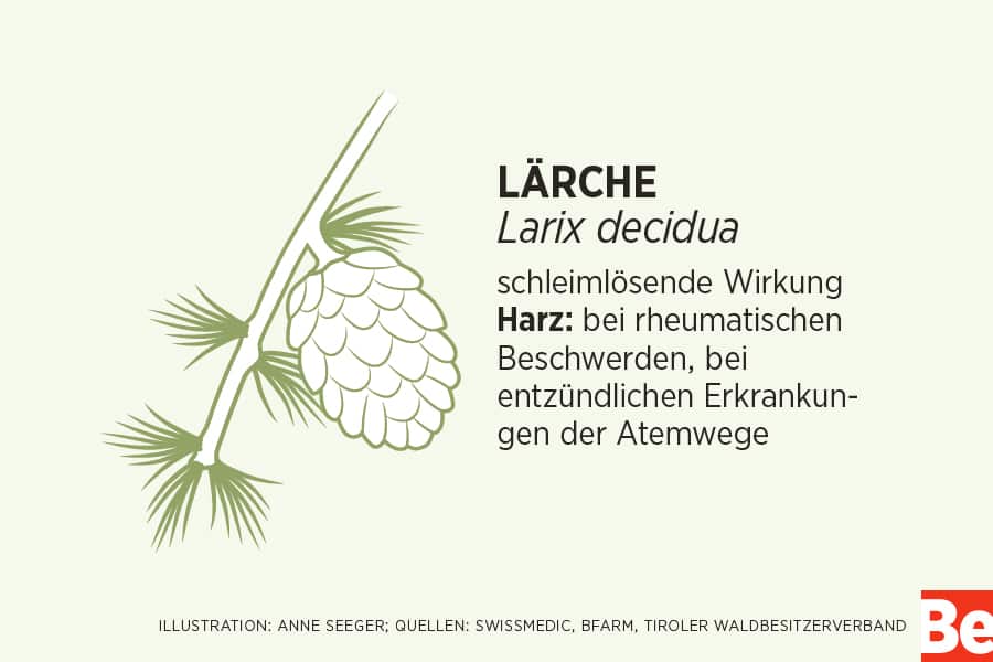 Heilende Bäume: Lärche