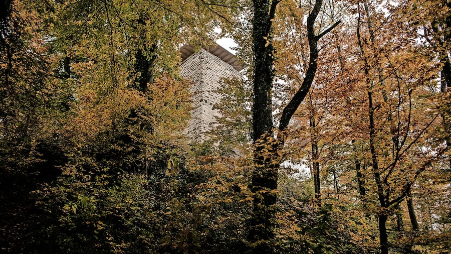 Linde bei der Ruine in Wülflingen