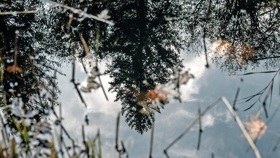 Ein Baum spiegelt sich in einem Tümpel