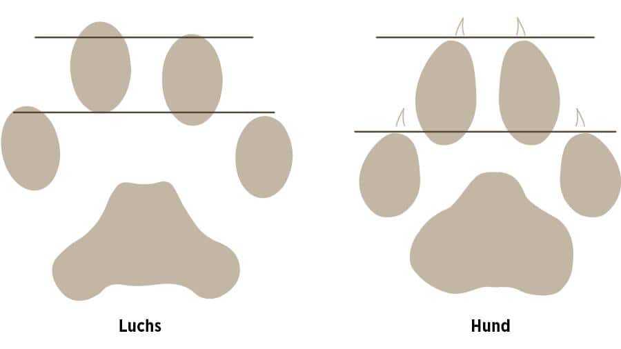 Grafische Darstellung von Luchs- und Hundespuren.