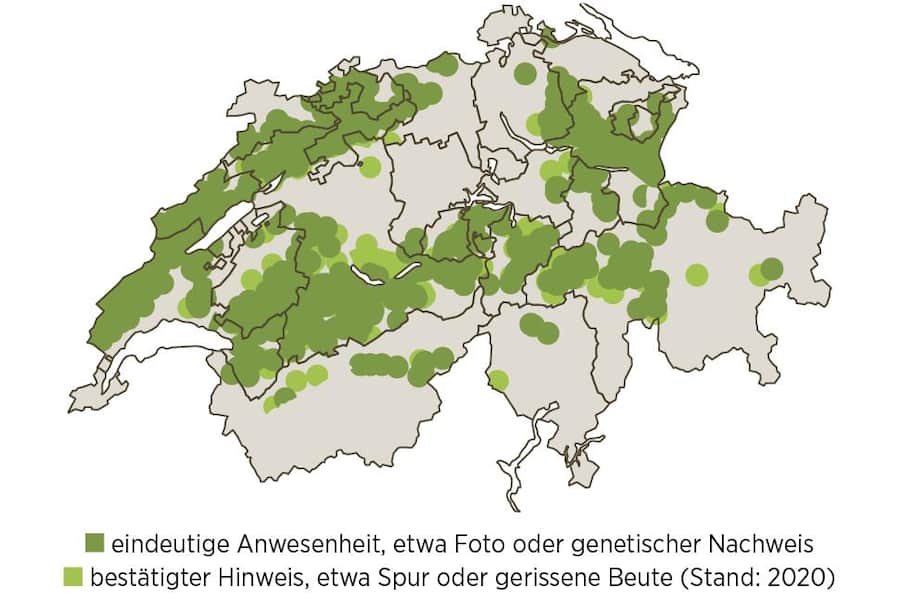 Grafische Darstellung, wo sich in der Schweiz Luchse aufhalten.