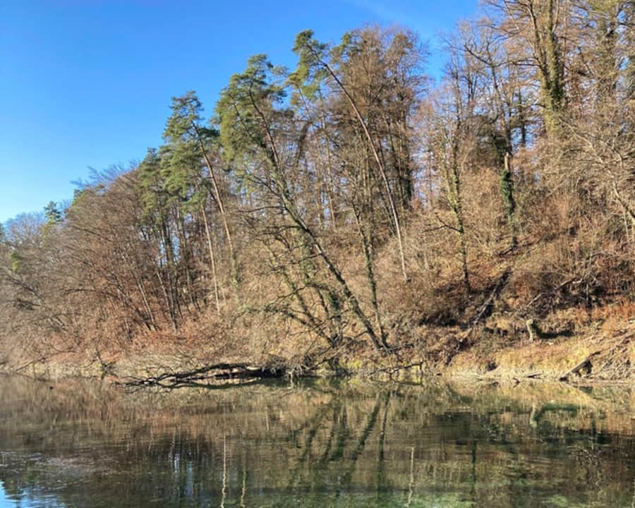 Blick auf den Rhein in den Thurauen