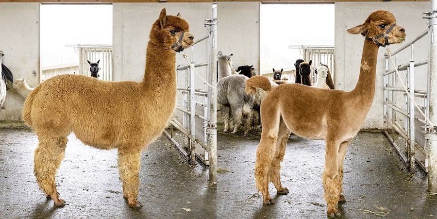 Alpaka Fleur: Vor und nach der Schur