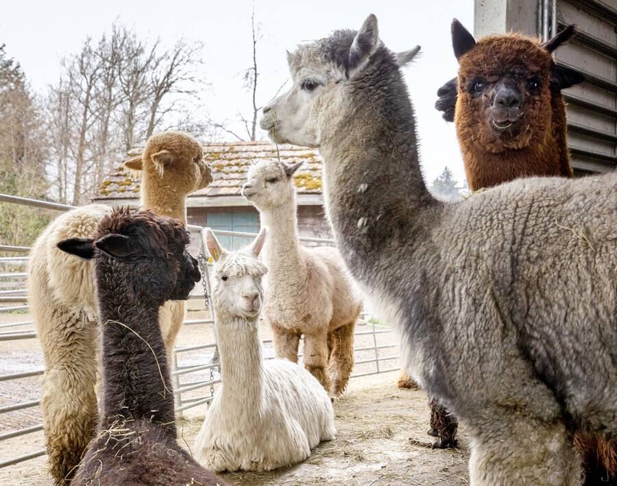 Alpakas