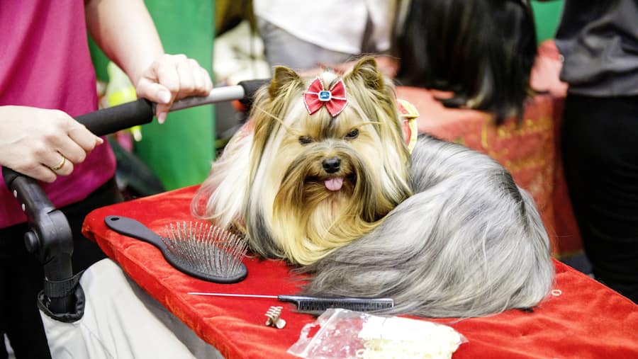 Crufts Dog Exhibitions 2022, NEC Birmingham, UK