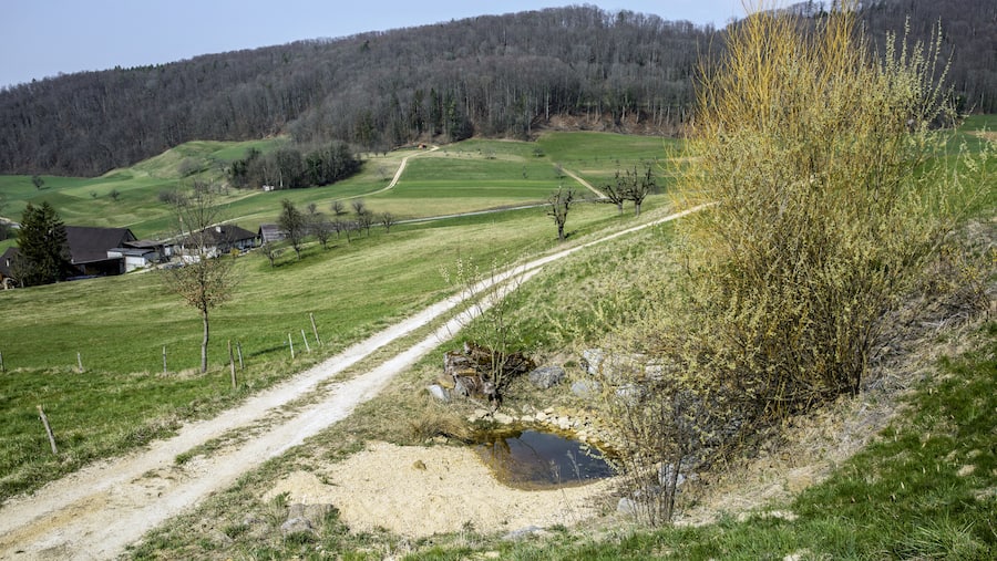 Feuchtgebiet mit einem Kiesweg