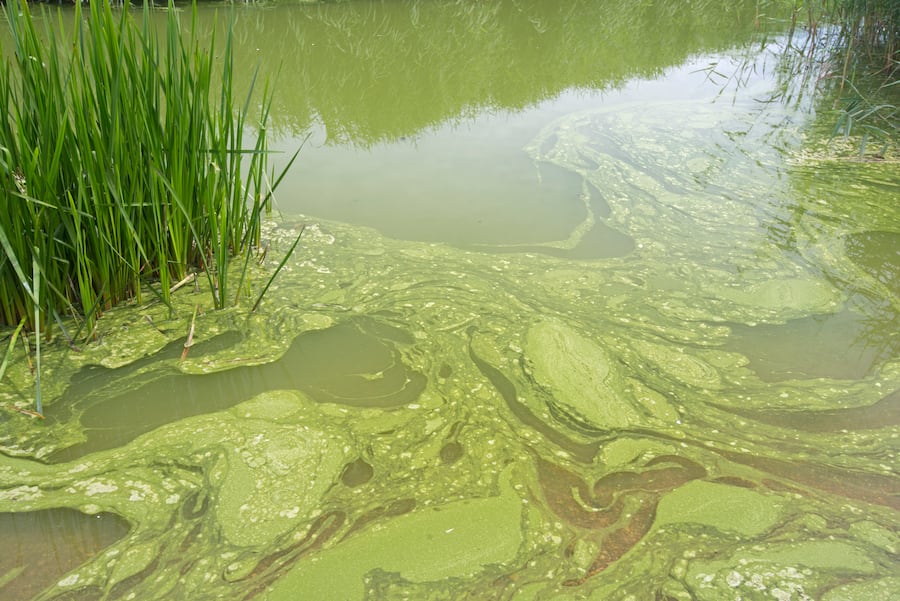 See in England mit Blaualgen-Befall