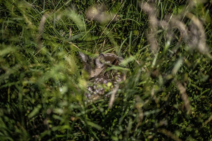 Ein Rehkitz liegt im Feld.