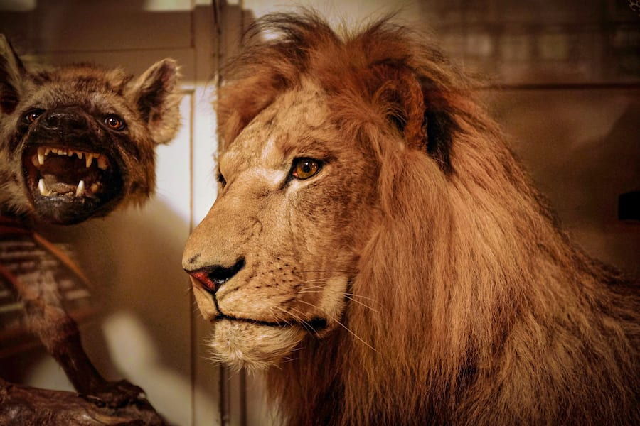 Ausgestopfter Löwe im Kloster Einsiedeln