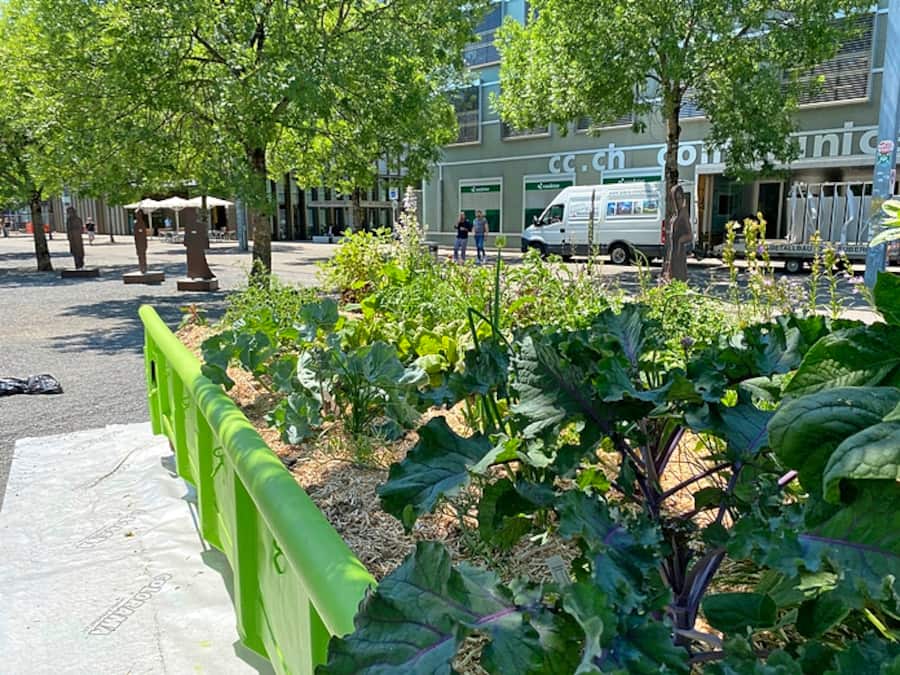 Abrollmulden mit essbaren Pflanzen in Biel