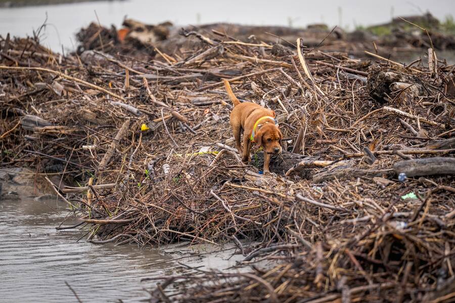 St. Gallen, Schweiz, 18. August 2022 - Esther Baumgartner Jakober mit Gueselhund Pepe beim Rhein.