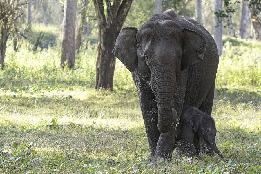 Das Baby-Elefäntli und seine Beschützerin haben keine Angst vor den Touristen.