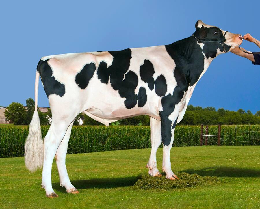 Delta-Lambda-Et ist ebenfalls ein Topstier bei Swissgenetics. Er hat 11'908 Töchter. Seine Samendose kostet 89 Franken und ist gesext. Das bedeutet: Mit 91-prozentiger Wahrscheinlichkeit kommt ein weibliches Kalb zur Welt.