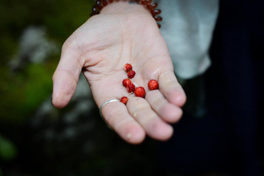 Eine Hand, auf der kleine, rote Walderdbeeren liegen