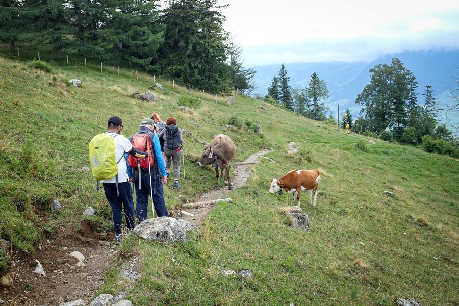 Die Gruppe geht in Einerkolonne einen schmalen Fusspfad entlang. Eine Kuh steht quer im Weg.