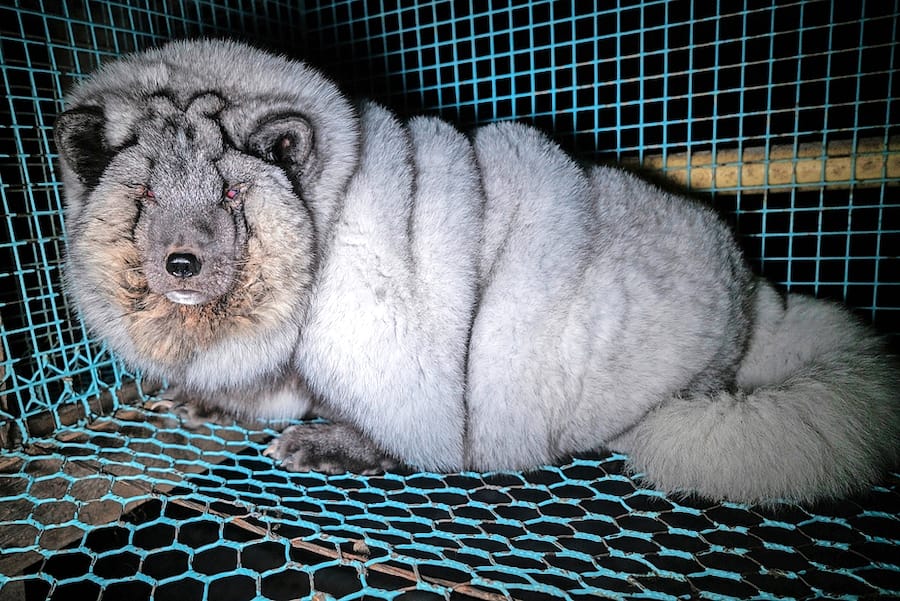 Monsterfuchs: mehr Pelz durch Überfütterung