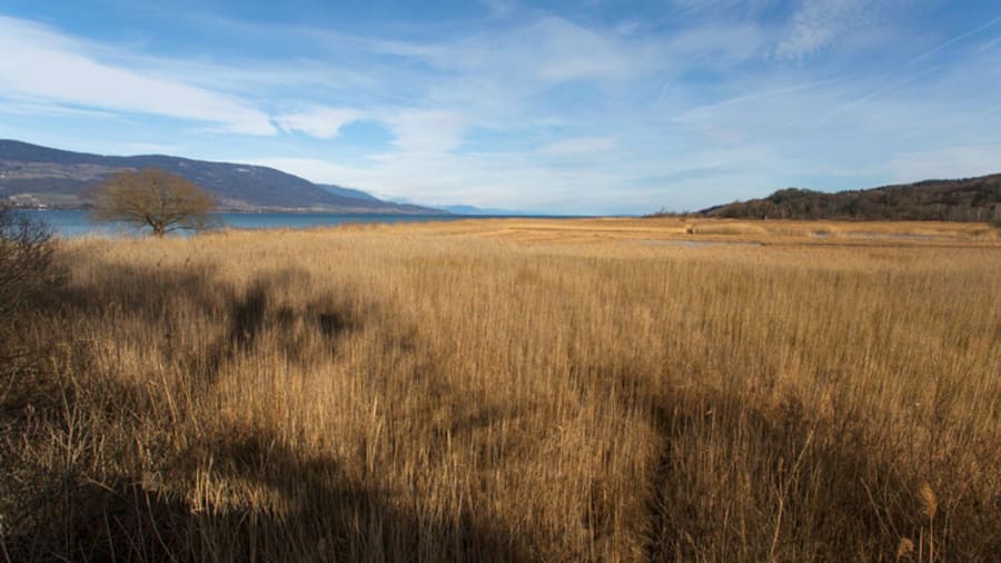 Grösstes Flächenmoor der Schweiz am Neuenburgersee