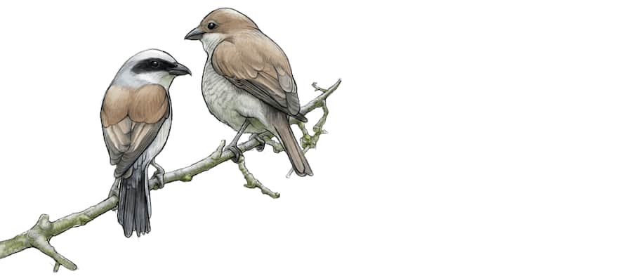 Vogel des Jahres: Der Neuntöter