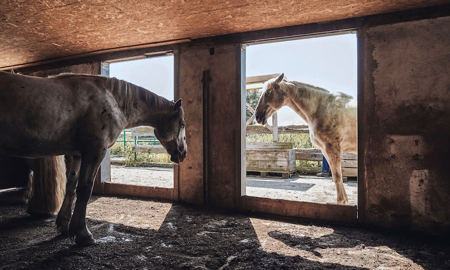 Pferde tun in der Nacht oder bei schlimmem Wetter genau das Gegenteil von dem, was wir Menschen tun: Sie bleiben draussen.