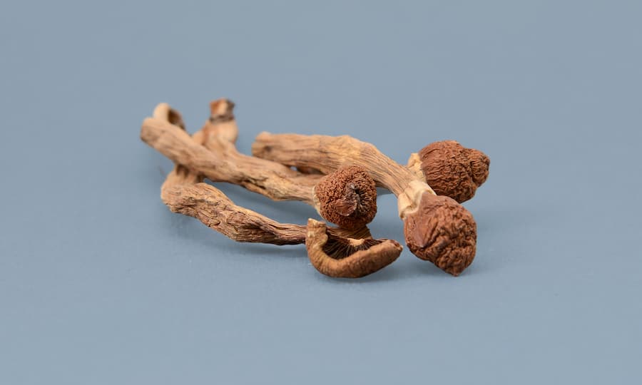 Pilze mit halluzinogener Wirkung