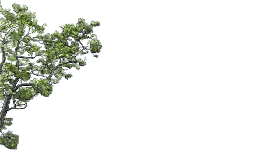 Baum des Jahres: Die Robinie